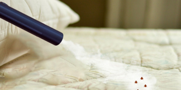 Le traitement par vapeur pour éradiquer les punaises de lit